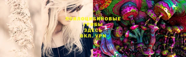 прущие грибы Каменск-Шахтинский